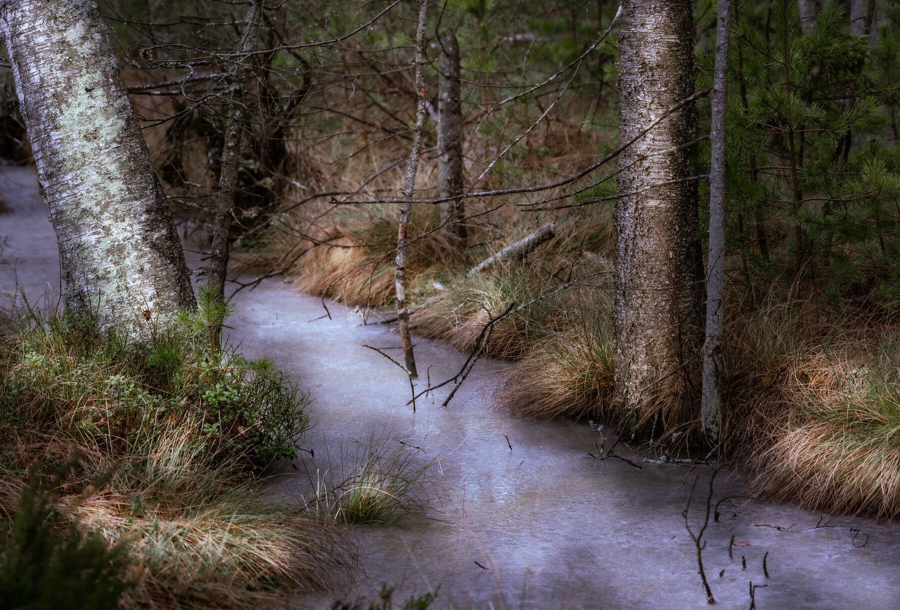 Swedish nature photographed by Billy Lindqvist