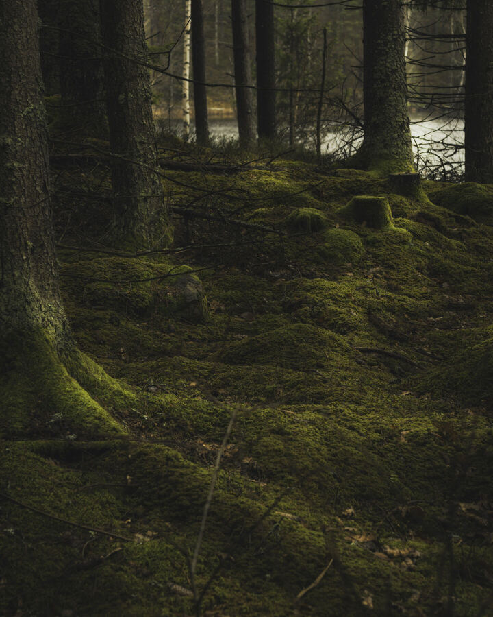 Nature photograph by Billy Lindqvist — 8054