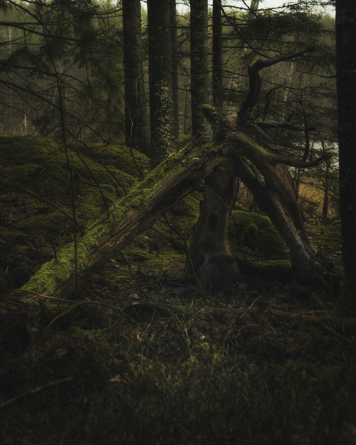 Nature photograph by Billy Lindqvist — 8058