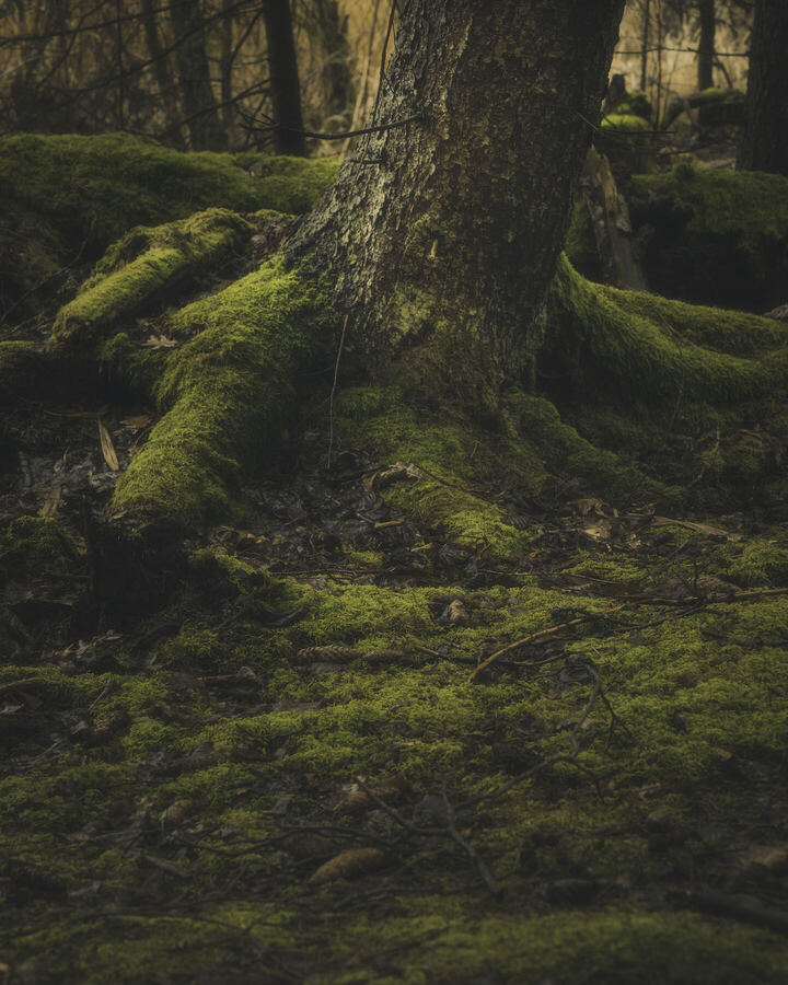 Nature photograph by Billy Lindqvist — 8059
