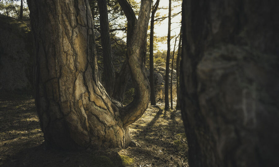 Nature photograph by Billy Lindqvist — 8092