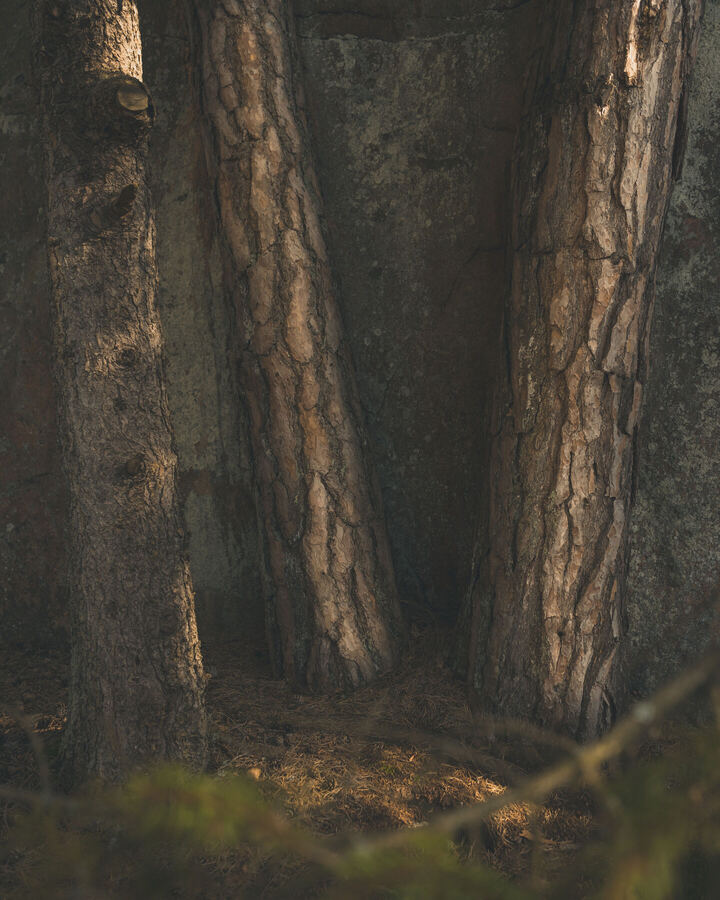 Nature photograph by Billy Lindqvist — 8104