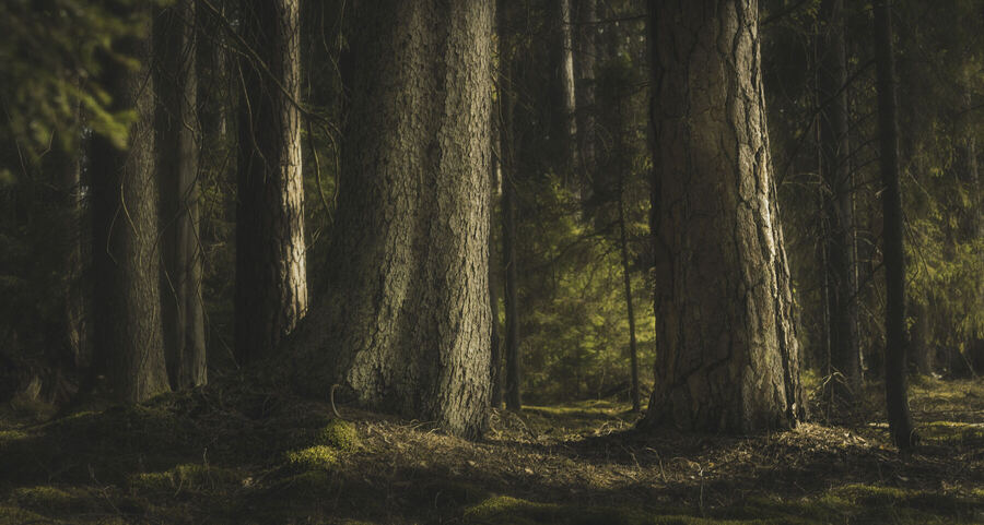 Nature photograph by Billy Lindqvist — 8146