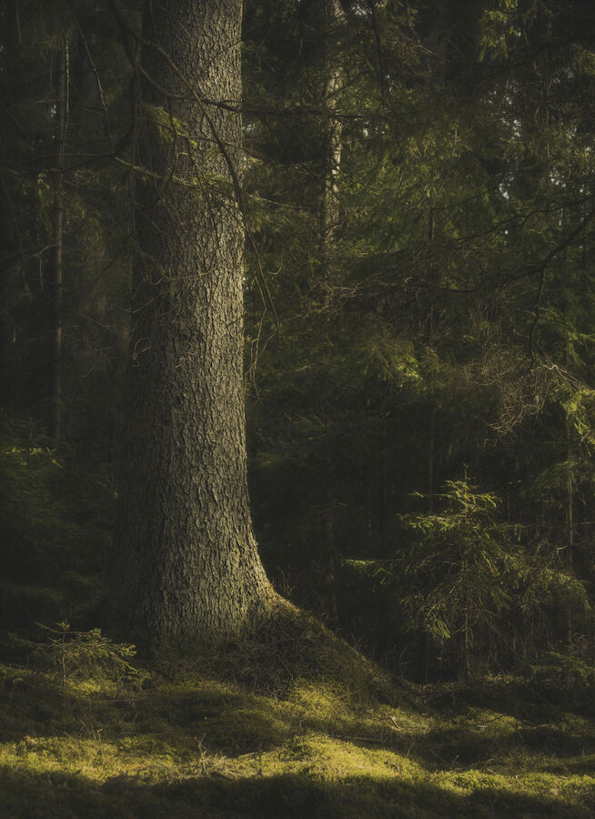 Nature photograph by Billy Lindqvist — 8154