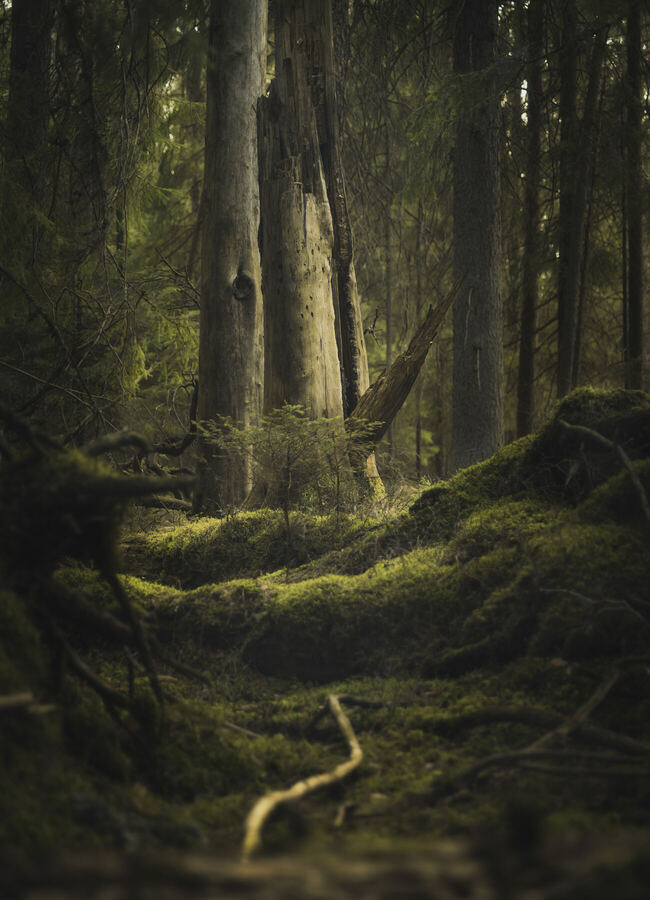 Nature photograph by Billy Lindqvist — 8160