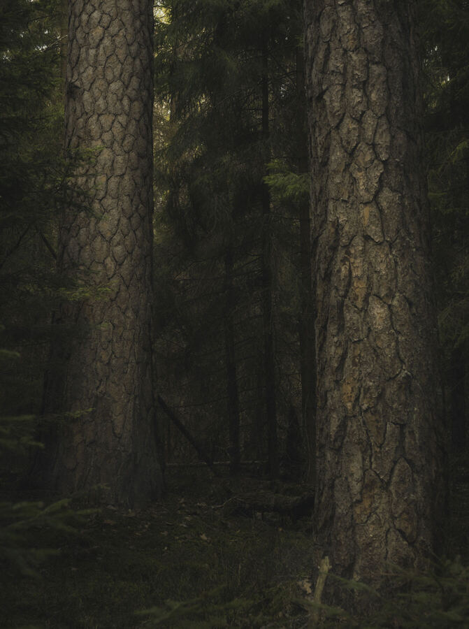 Nature photograph by Billy Lindqvist — 8173