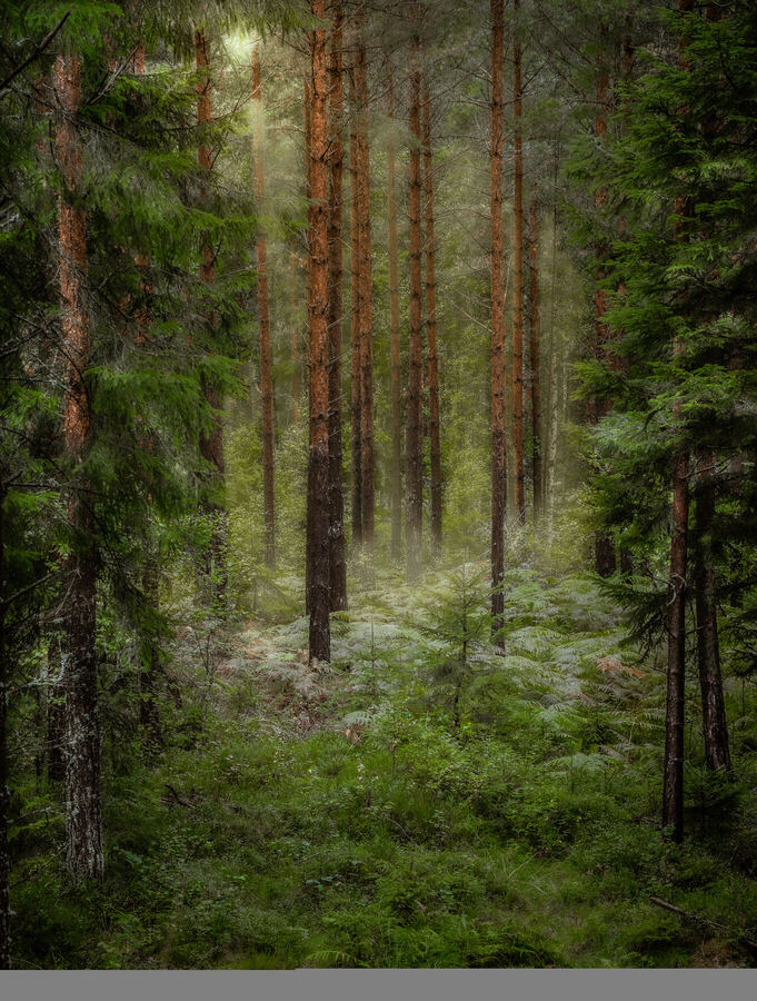 Nature photograph by Billy Lindqvist — DSC01855