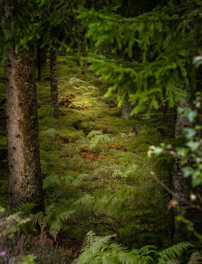 Nature photograph by Billy Lindqvist — DSC01856