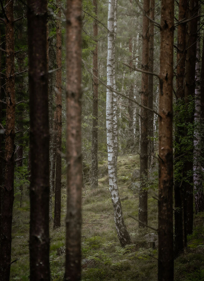 Nature photograph by Billy Lindqvist — DSC01859