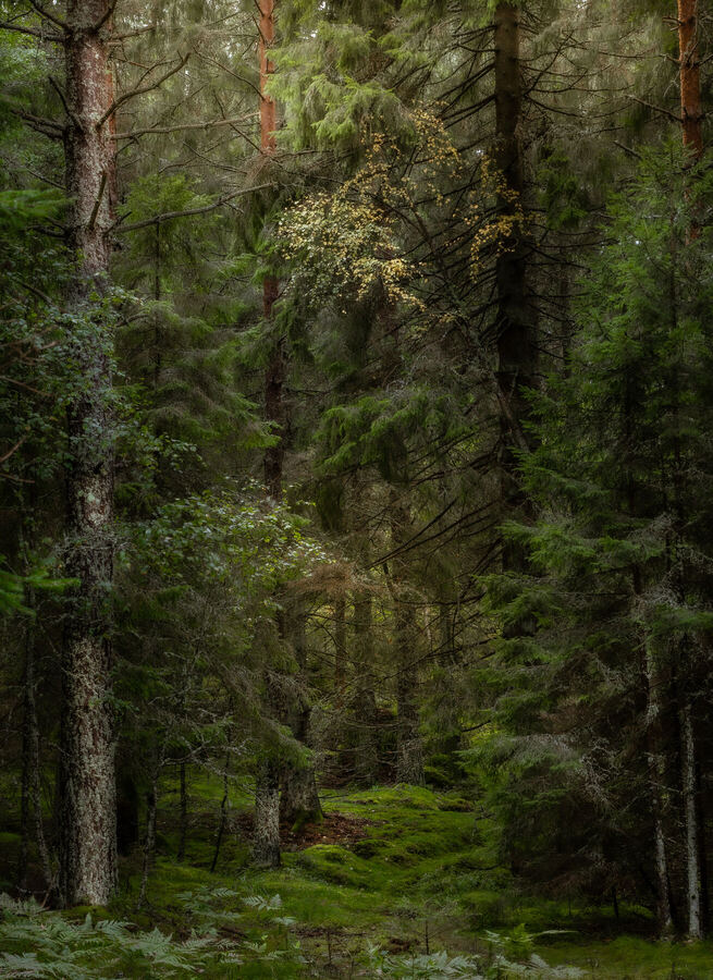 Nature photograph by Billy Lindqvist — DSC01874