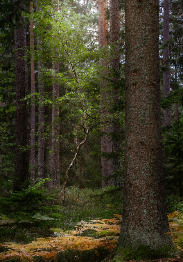 Nature photograph by Billy Lindqvist — DSC01876