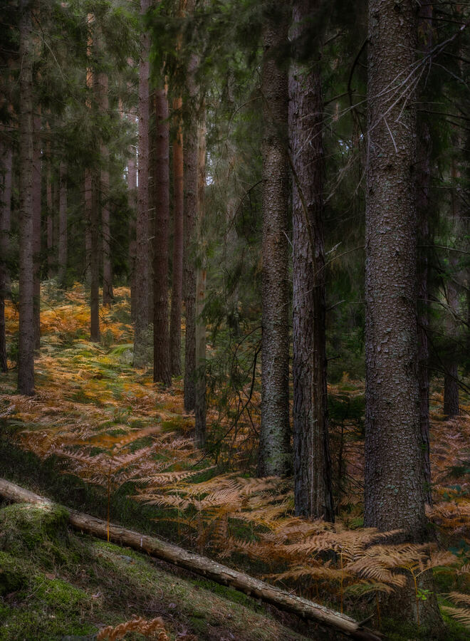 Nature photograph by Billy Lindqvist — DSC01883