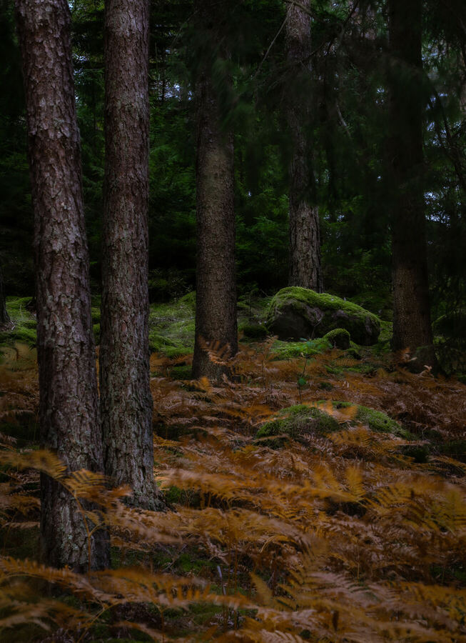 Nature photograph by Billy Lindqvist — DSC01886