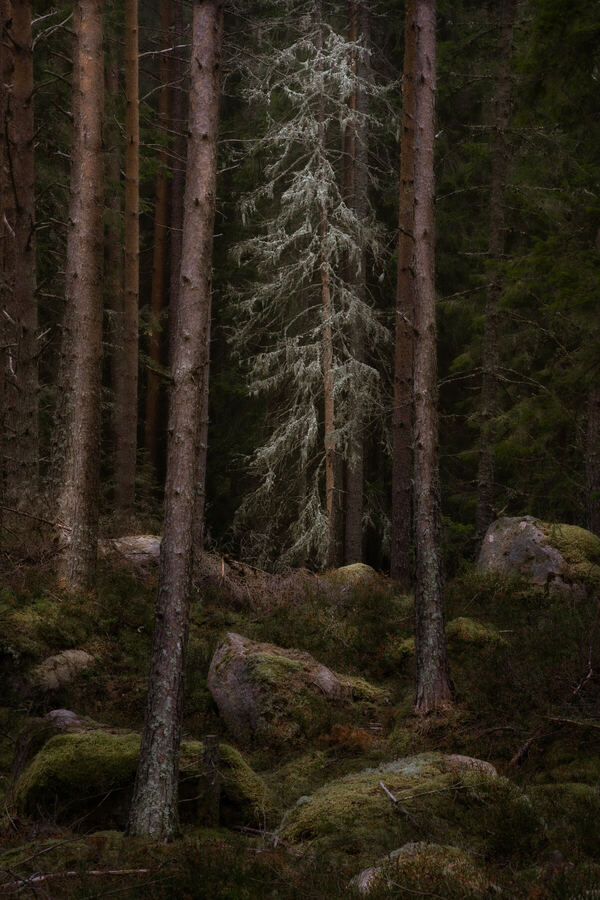 Nature photograph by Billy Lindqvist — DSC01909