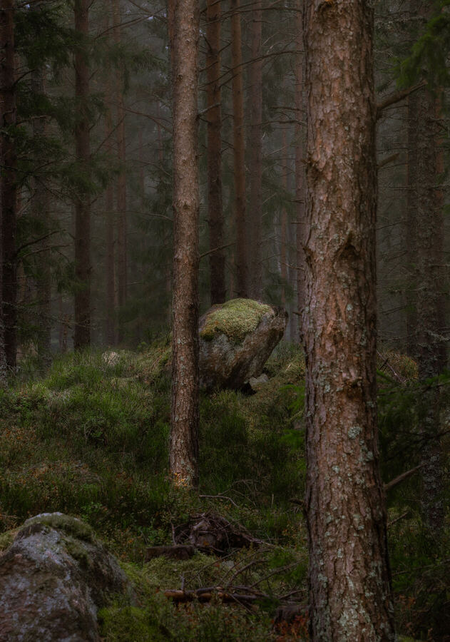 Nature photograph by Billy Lindqvist — DSC01911