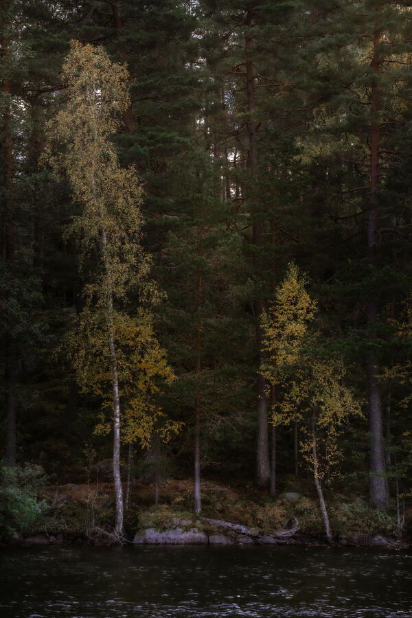 Nature photograph by Billy Lindqvist — DSC01949
