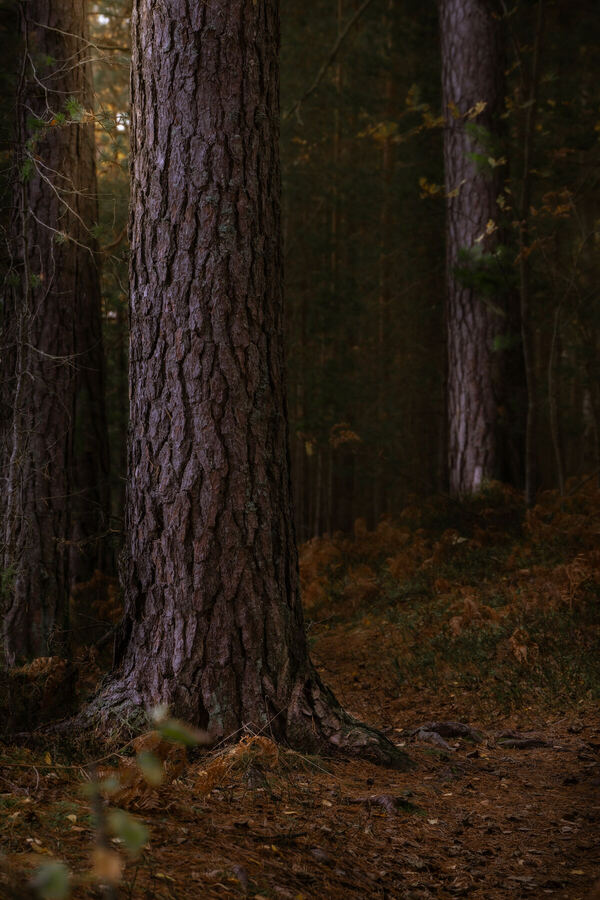 Nature photograph by Billy Lindqvist — DSC01953