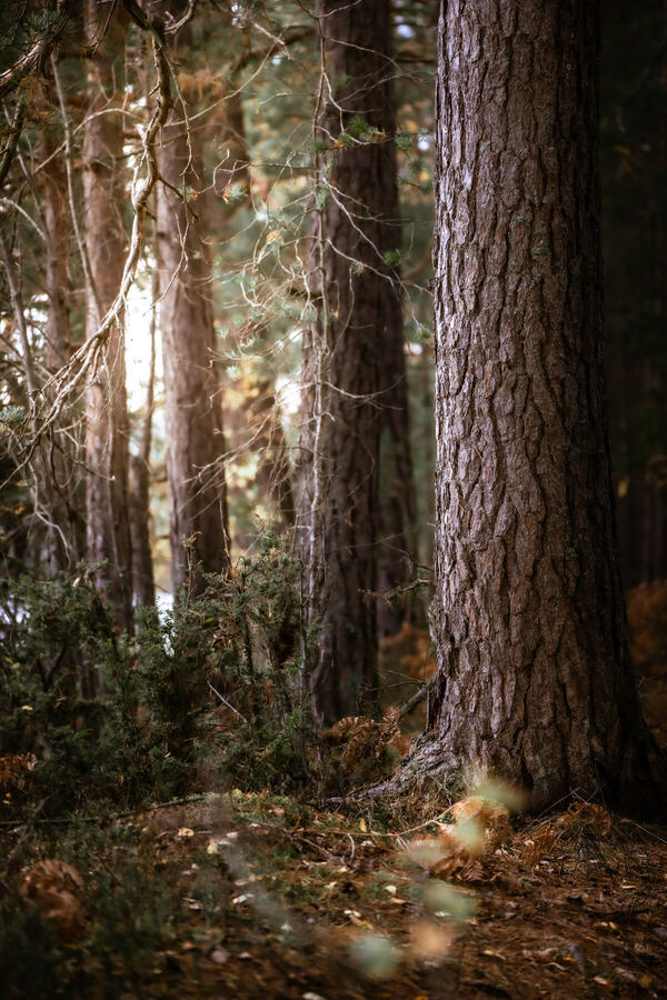 Nature photograph by Billy Lindqvist — DSC01955