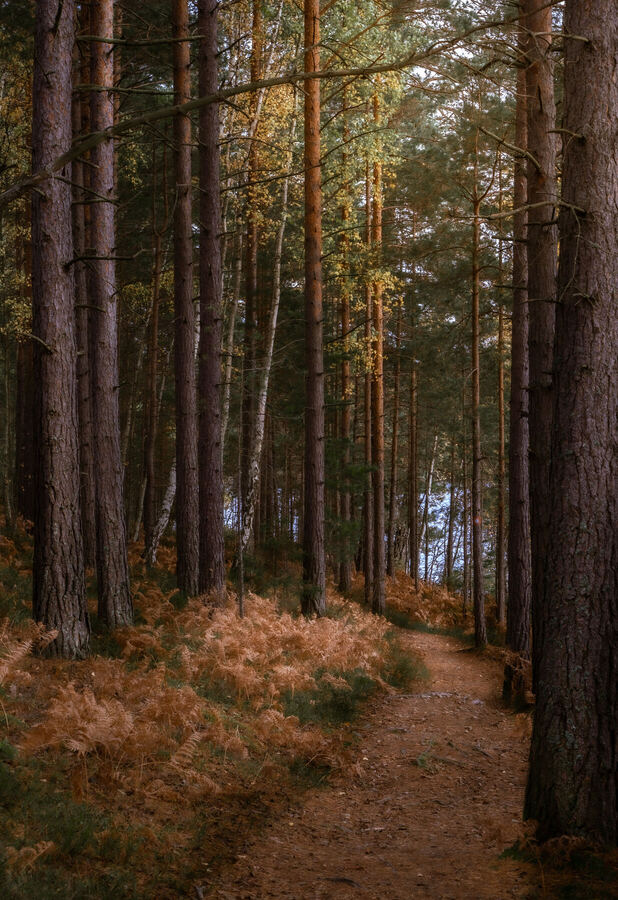 Nature photograph by Billy Lindqvist — DSC01982