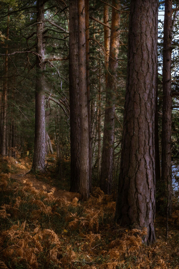 Nature photograph by Billy Lindqvist — DSC01988