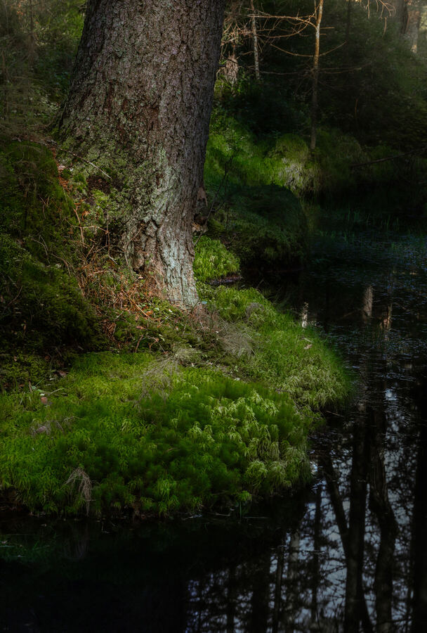 Nature photograph by Billy Lindqvist — DSC01996