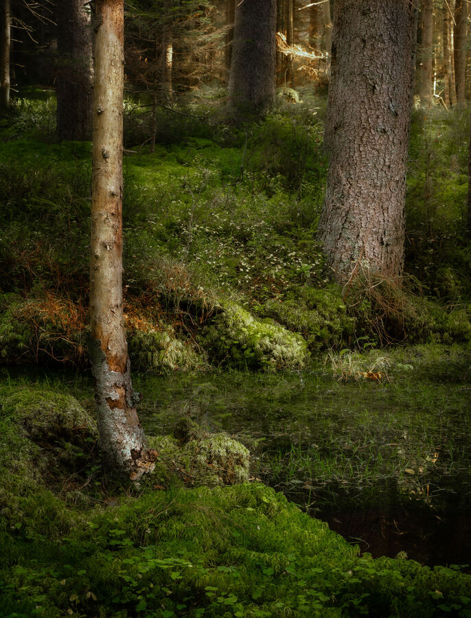 Nature photograph by Billy Lindqvist — DSC01997