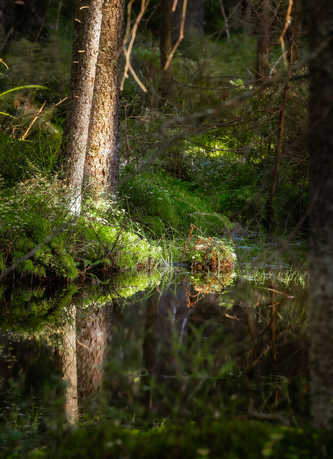 Nature photograph by Billy Lindqvist — DSC01999