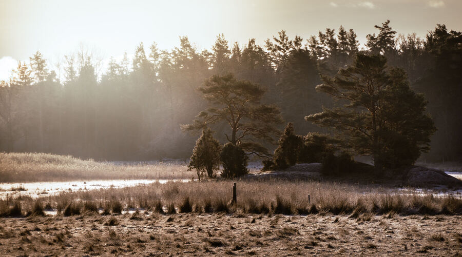 Nature photograph by Billy Lindqvist — DSC02028