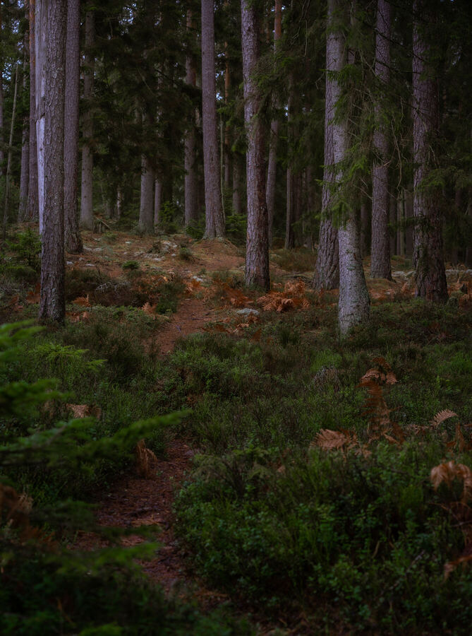 Nature photograph by Billy Lindqvist — DSC02125