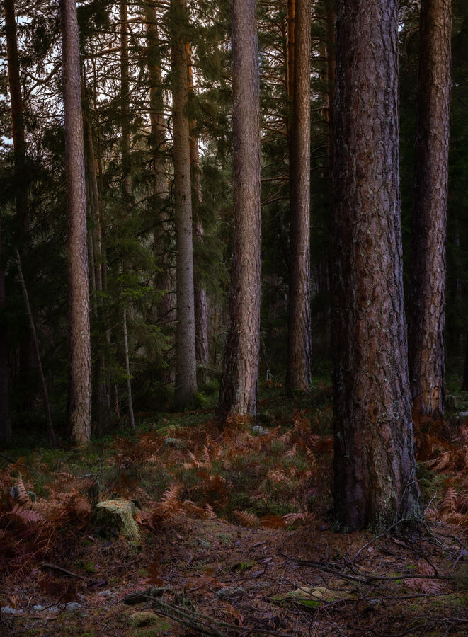 Nature photograph by Billy Lindqvist — DSC02141