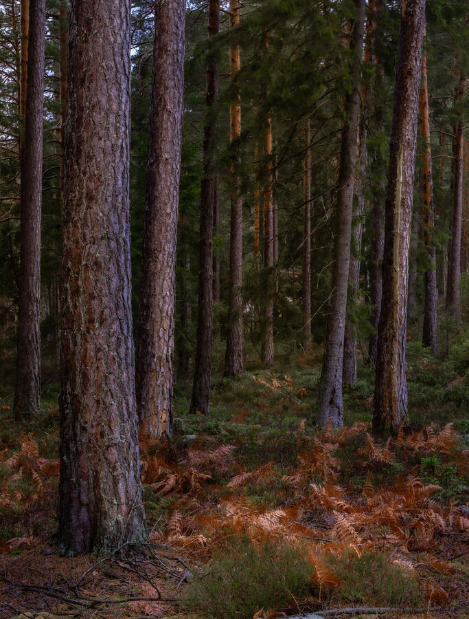 Nature photograph by Billy Lindqvist — DSC02143