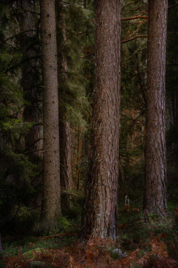 Nature photograph by Billy Lindqvist — DSC02147