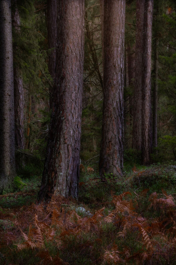 Nature photograph by Billy Lindqvist — DSC02148