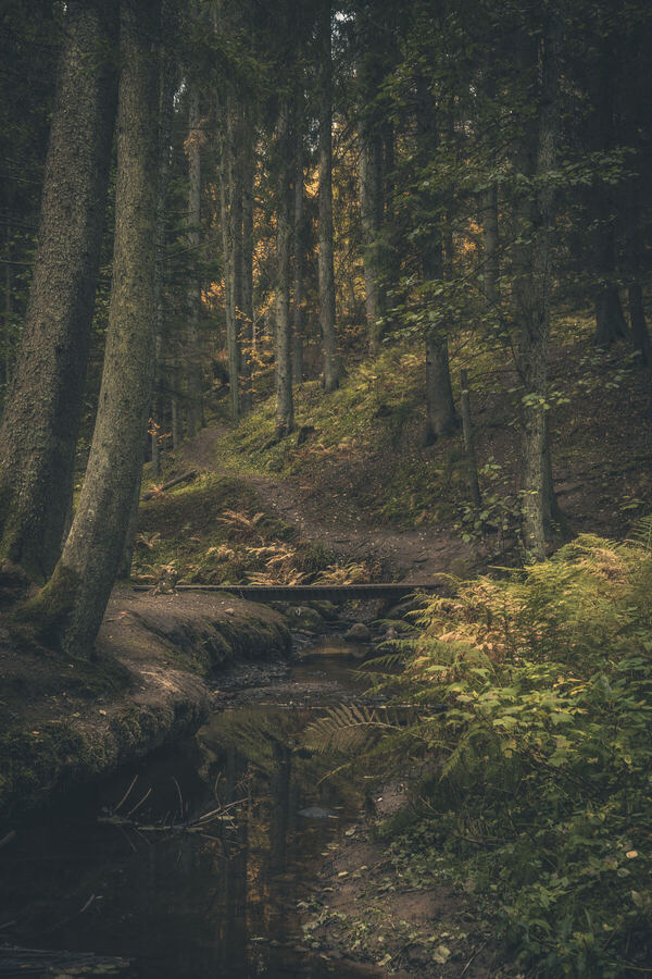 Nature photograph by Billy Lindqvist — DSC04295-1