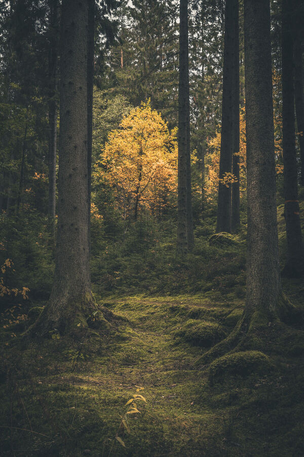 Nature photograph by Billy Lindqvist — DSC04308-7