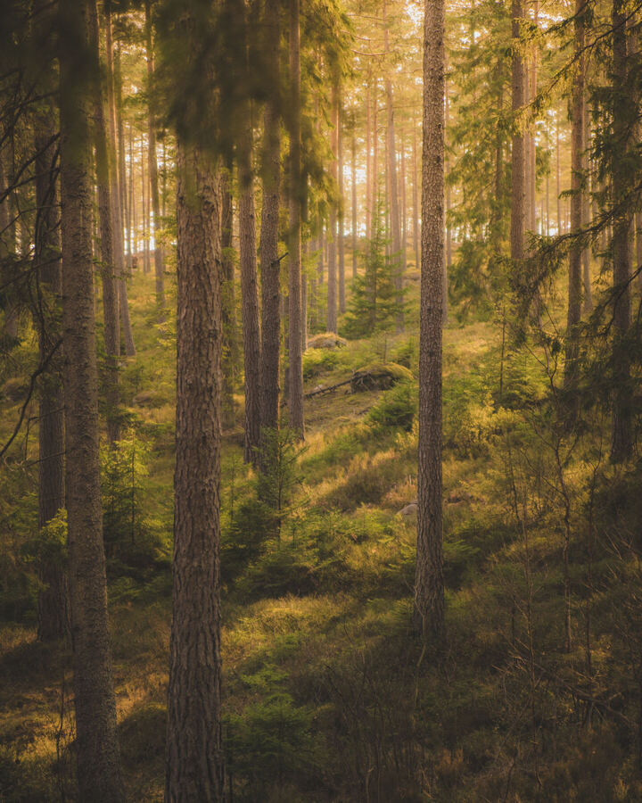 Nature photograph by Billy Lindqvist — DSC05800