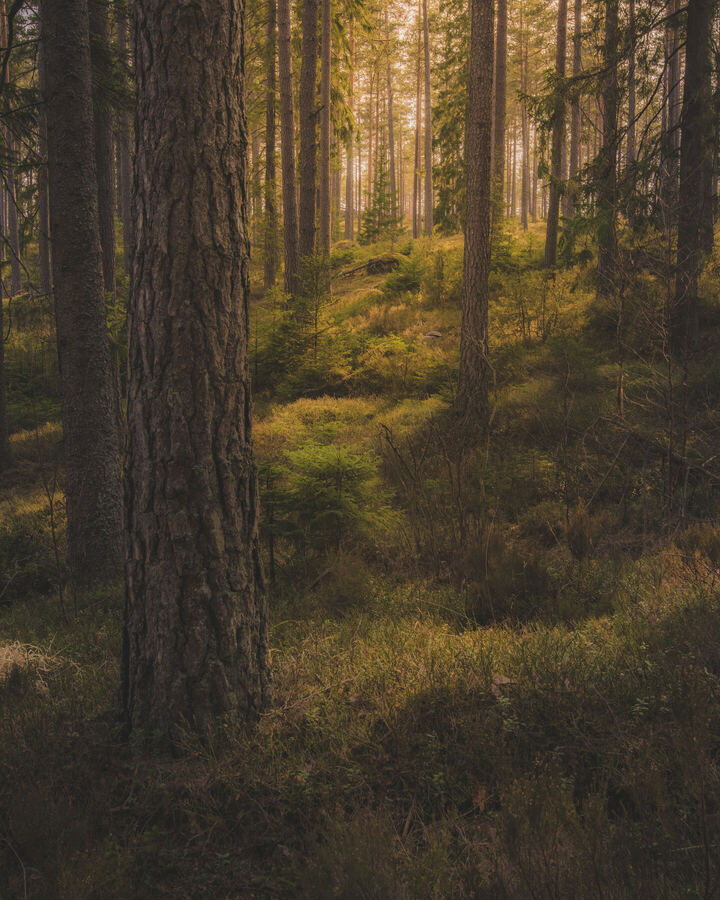 Nature photograph by Billy Lindqvist — DSC05806