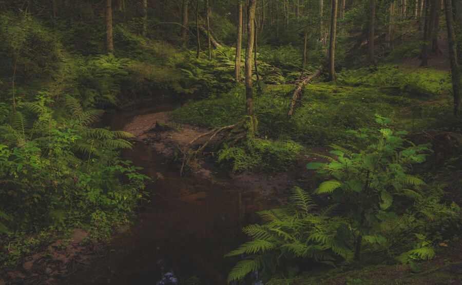 Nature photograph by Billy Lindqvist — DSC07230