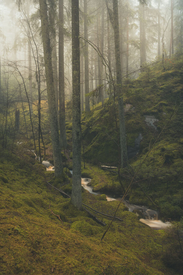 Nature photograph by Billy Lindqvist — DSC07889