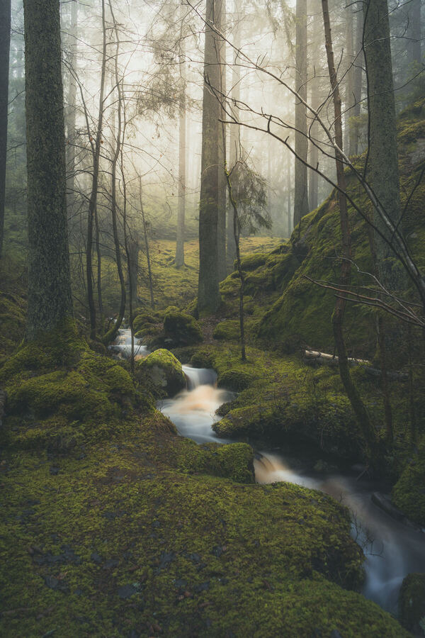 Nature photograph by Billy Lindqvist — DSC07890