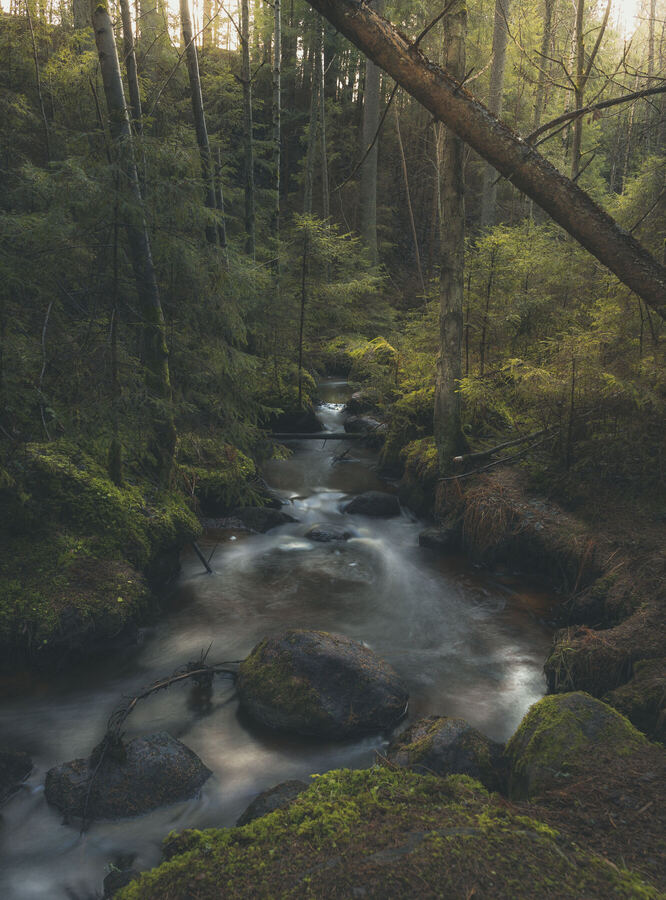 Nature photograph by Billy Lindqvist — DSC07914
