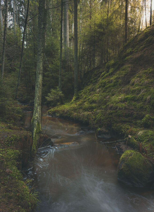 Nature photograph by Billy Lindqvist — DSC07917