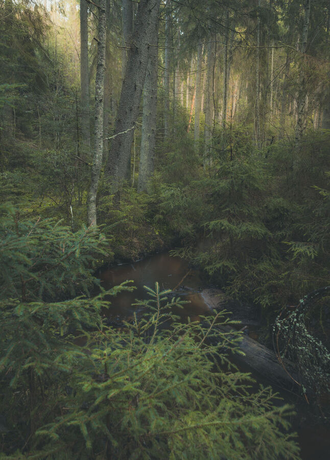 Nature photograph by Billy Lindqvist — DSC07921