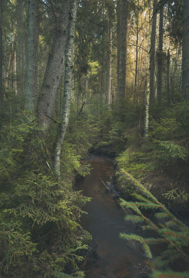 Nature photograph by Billy Lindqvist — DSC07923