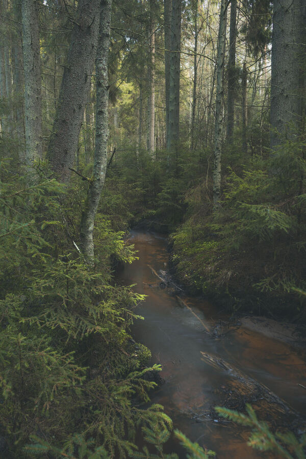Nature photograph by Billy Lindqvist — DSC07924